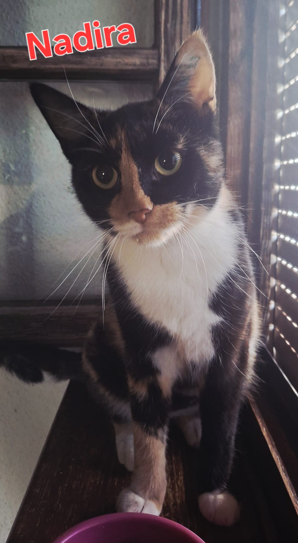 Katzen suche ein Zuhause