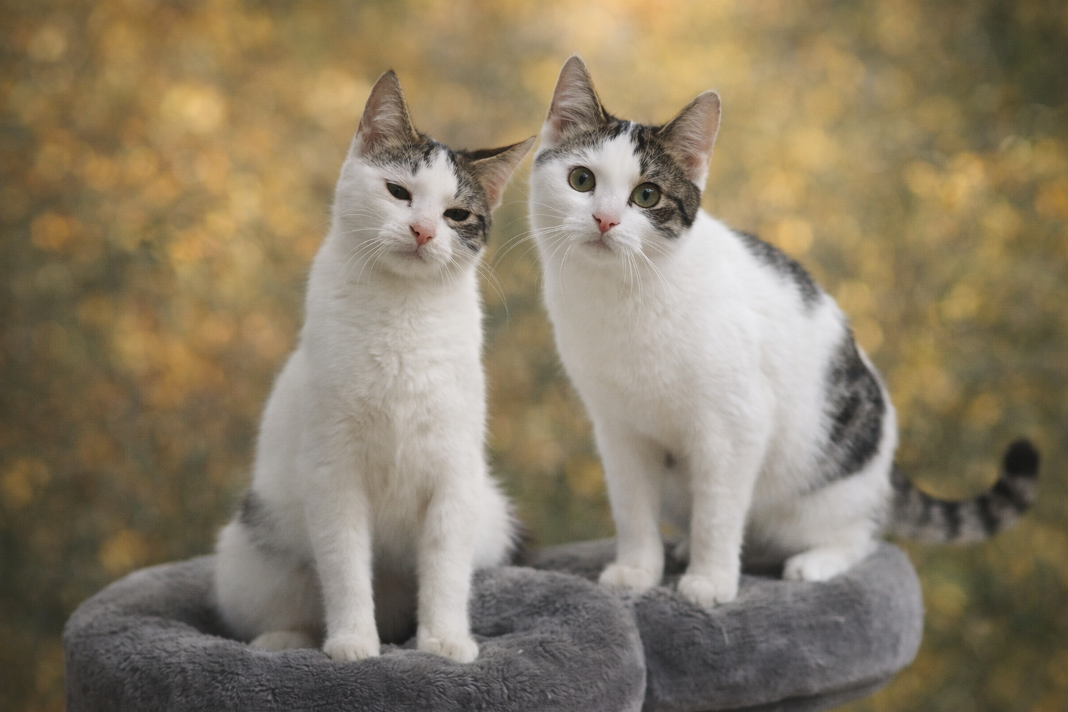 Katzen suche ein Zuhause