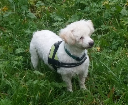 Tiere in Not Breisgau e.V